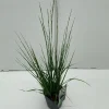 ohgreen Vaste Planten|Ecocheques|Molinia caerulea Edith Dudszus ( Pijpenstrootje )