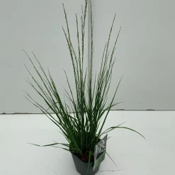 ohgreen Vaste Planten|Ecocheques|Molinia caerulea Edith Dudszus ( Pijpenstrootje )