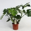 ohgreen Groene Planten|Ecocheques|Monstera (Gatenplant)