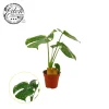 ohgreen Groene Planten|Ecocheques|Monstera Thai Constellation
