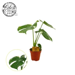 ohgreen Groene Planten|Ecocheques|Monstera Thai Constellation