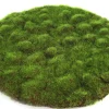 ohgreen Sfeermakers|Mosschijf marchantiophyta l