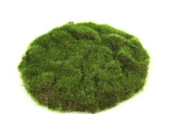 ohgreen Sfeermakers|Mosschijf marchantiophyta s