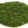 ohgreen Sfeermakers|Mosschijf marchantiophyta xl
