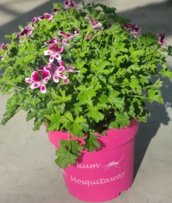 ohgreen Voorjaar|Ecocheques|Muggenwerende plant muggenweg p14