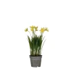 ohgreen Sfeermakers|Narcis in gele plastic pot - h26xd8,5cm