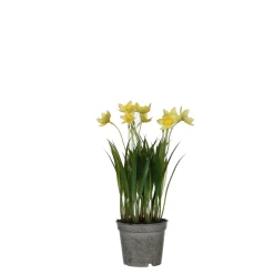 ohgreen Sfeermakers|Narcis in gele plastic pot - h26xd8,5cm