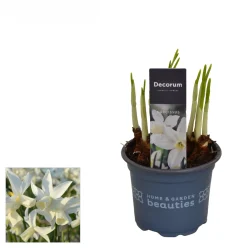 ohgreen Voorjaar|Ecocheques|Narcis toto