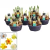 ohgreen Voorjaar|Ecocheques|Narcissus mix in schaal