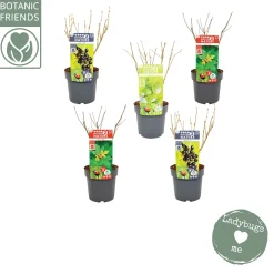 ohgreen Struiken|Ecocheques|Nature 2 Nature Bug mix