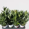 ohgreen Mediterrane Planten|Ecocheques|Oleander struik