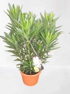 ohgreen Mediterrane Planten|Ecocheques|Oleander struik