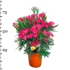 ohgreen Mediterrane Planten|Ecocheques|Oleander struik p22 h70
