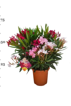 ohgreen Mediterrane Planten|Ecocheques|Oleander struik p22 h70