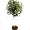 ohgreen Mediterrane Planten|Ecocheques|Olijfboom op stam p 23cm h 110cm