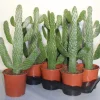 ohgreen Cactus - Succulent - Sanseveria|Ecocheques|Opuntia consulea