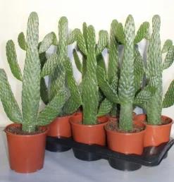 ohgreen Cactus - Succulent - Sanseveria|Ecocheques|Opuntia consulea