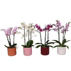 ohgreen Ecocheques|Bloeiende Planten|Orchidee in pot