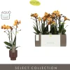 ohgreen Orchideeën|Ecocheques|Orchidee Phalaenopsis emilia bruin 3 takken