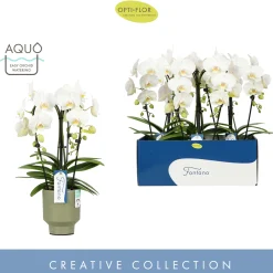 ohgreen Ecocheques|Orchideeën|Orchidee Phalaenopsis fortano bellagio Spike