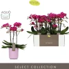ohgreen Orchideeën|Ecocheques|Orchidee Phalaenopsis molise lilac 3 takken