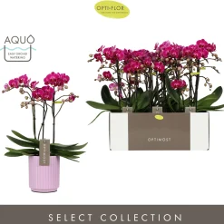 ohgreen Orchideeën|Ecocheques|Orchidee Phalaenopsis molise lilac 3 takken