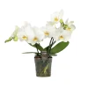 ohgreen Ecocheques|Bloeiende Planten|Orchidee Phalaenopsis shorty white spike