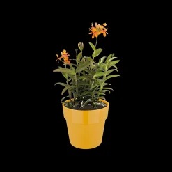 ohgreen Ecocheques|Potten En Vazen|ORIGINAL ROND 25CM OKER