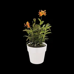 ohgreen Ecocheques|Potten En Vazen|ORIGINAL ROND 18CM WIT