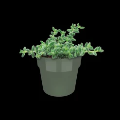 ohgreen Ecocheques|Potten En Vazen|ORIGINAL ROND MINI 9CM BLAD GROEN