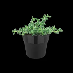 ohgreen Accessoires|Ecocheques|ORIGINAL ROND MINI 7CM LIVING BLACK