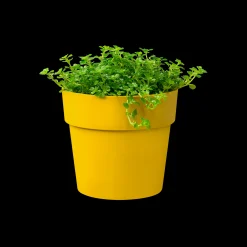 ohgreen Ecocheques|Potten En Vazen|ORIGINAL ROND MINI 7CM OKER