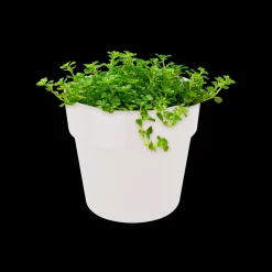 ohgreen Ecocheques|Potten En Vazen|ORIGINAL ROND MINI 11CM WIT