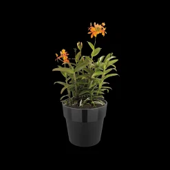 ohgreen Ecocheques|Potten En Vazen|ORIGINAL ROND WIELEN 35CM LIVING BLACK