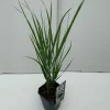 ohgreen Vaste Planten|Ecocheques|Panicum Northwind ( Vingergras )