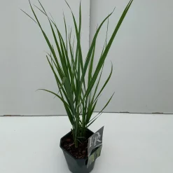 ohgreen Vaste Planten|Ecocheques|Panicum Northwind ( Vingergras )