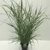 ohgreen Vaste Planten|Ecocheques|Panicum virgatum Prairie Sky ( Parelgierst of Vingergras )