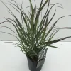 ohgreen Vaste Planten|Ecocheques|Panicum virgatum Squaw ( Parelgierst )