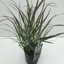 ohgreen Vaste Planten|Ecocheques|Panicum virgatum Squaw ( Parelgierst )