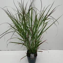 ohgreen Vaste Planten|Ecocheques|Panicum virgatum Squaw ( Parelgierst )