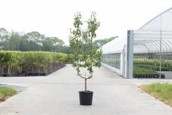 ohgreen Fruitbomen|Ecocheques|Peer oude boom pyrus communis 2-arm