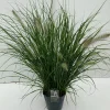 ohgreen Vaste Planten|Ecocheques|Pennisetum alopecuroides Hameln (Lampenpoetsersgras)