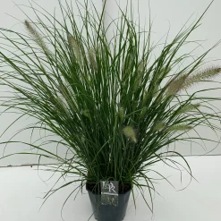 ohgreen Vaste Planten|Ecocheques|Pennisetum alopecuroides Hameln (Lampenpoetsersgras)