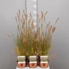 ohgreen Ecocheques|Vaste Planten|Pennisetum alopecuroides Hameln