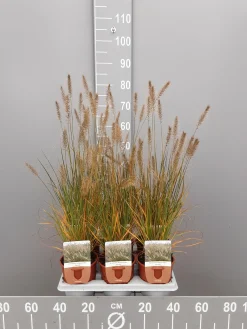 ohgreen Ecocheques|Vaste Planten|Pennisetum alopecuroides Hameln
