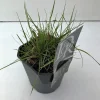 ohgreen Vaste Planten|Ecocheques|Pennisetum alopecuroides Hameln (Lampenpoetsersgras)