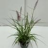 ohgreen Vaste Planten|Ecocheques|Pennisetum orientale Karley Rose ( Lampepoetser )