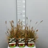 ohgreen Ecocheques|Vaste Planten|Pennisetumalopecuroïdes little