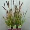 ohgreen Ecocheques|Vaste Planten|Pennisetumalopecuroïdes virides