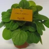 ohgreen Groene Planten|Ecocheques|Peperomia Albovittata